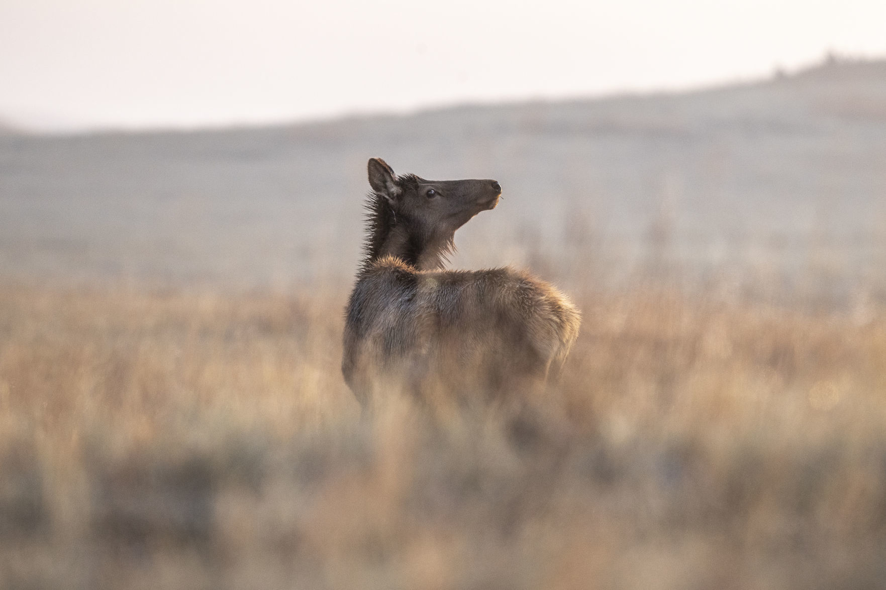Custer State Park